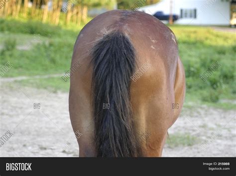 horse butt pics|Horse`s butt Stock Photo .